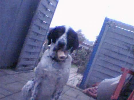 Blanding af racer Victor billede 16