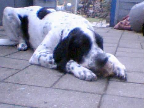 Blanding af racer Victor billede 17