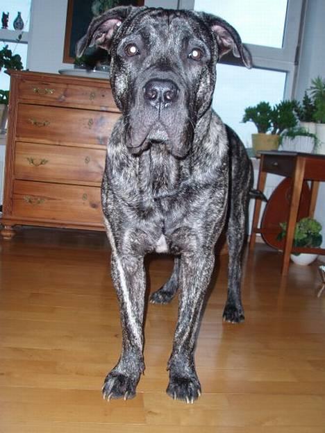 Dogo canario § Ricko § R.I.P MIN BEDSTE VEN! billede 12