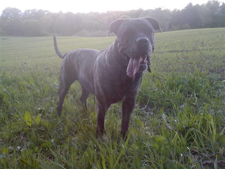 Dogo canario § Ricko § R.I.P MIN BEDSTE VEN! - 2 år. taget d. 15-05-09 billede 13