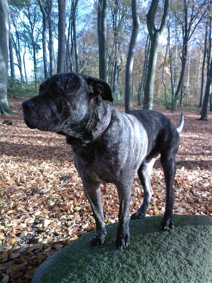 Dogo canario § Ricko § R.I.P MIN BEDSTE VEN! - Ricko,  3/11-07 billede 14