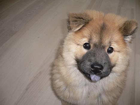 Eurasier Ankerstjernes Amber - Amber som hvalp. blå tunge. billede 1