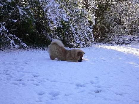 Eurasier Ankerstjernes Amber billede 2