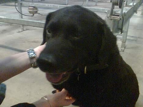 Labrador retriever Jaques *død* - Nårh.., Jaques elsker at blive nusset..;) billede 2