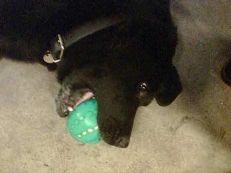 Labrador retriever Jaques *død* - Jaques elsker sin lille bold.. :) billede 3