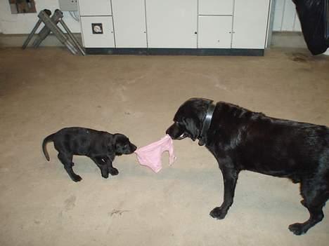 Labrador retriever Jaques *død* - Jaa, de er jo ikke altid såå gode venner.. ;) billede 4