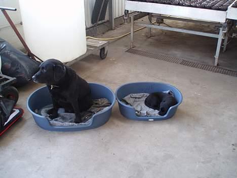 Labrador retriever Jaques *død* - Så ligger de lige og daser.. :) billede 5