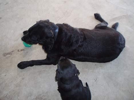 Labrador retriever Jaques *død* - Jaques er gladest hvis han har bolden.. :) billede 6