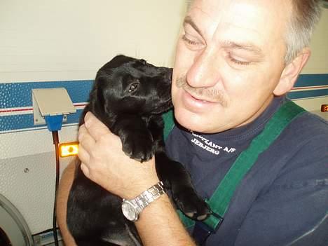 Labrador retriever Donna - Donna elsker sin Farmand.. ;) billede 5