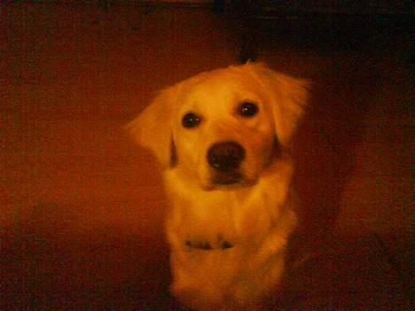 Golden retriever Zenta - se nu mig  billede 6