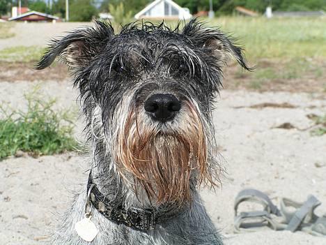 Mellemschnauzer Glenni - Frisk på en vandkamp - vores badedyr billede 1