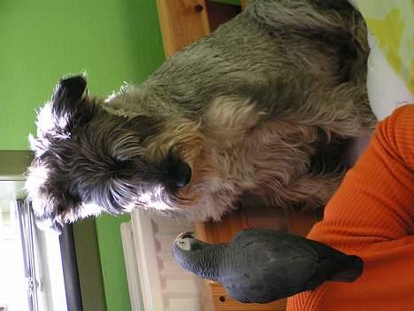 Mellemschnauzer Glenni - Gøje var dejlig og blev respekteret billede 2