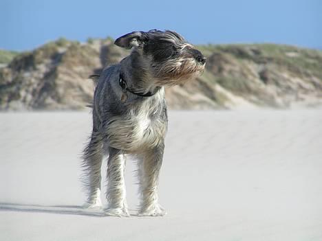 Mellemschnauzer Glenni - Sandstorm i Råbjerg Mile billede 3