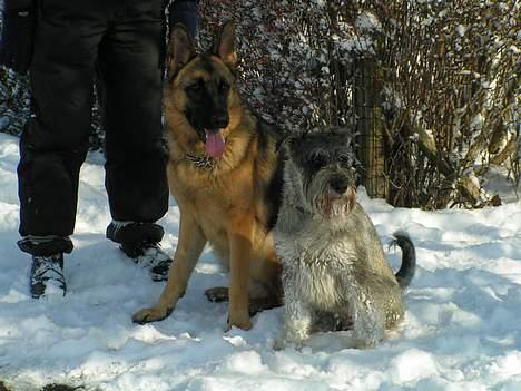 Mellemschnauzer Glenni - Glenni og bedste ven billede 4