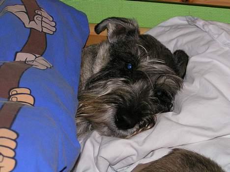 Mellemschnauzer Glenni - Det her kan jeg godt lide.... billede 5