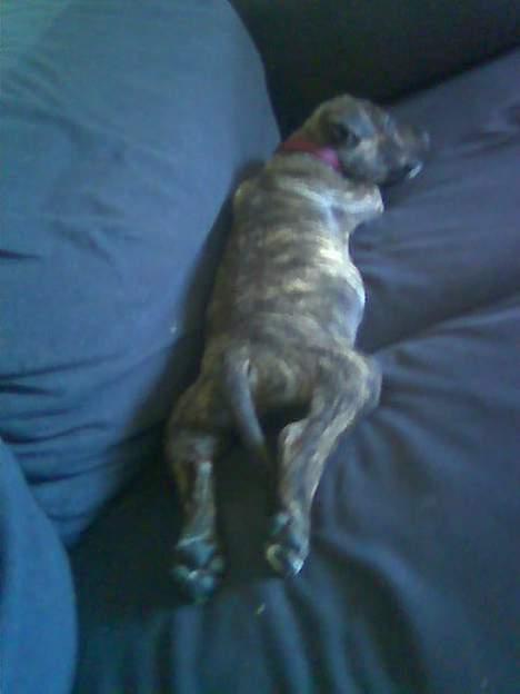 Amerikansk staffordshire terrier Qastro *R.I.P* - Qastro 9 uger :´) Det er ikke til at fatte, at han har været så lille.. billede 12