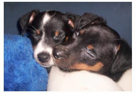 Dansk svensk gaardhund Joe,også kaldet "Å" - Misse og Musse. billede 11