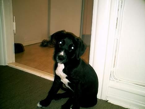 Blanding af racer BASSE billede 5