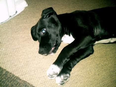 Blanding af racer BASSE billede 6