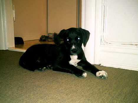 Blanding af racer BASSE - her er jeg 11 uger billede 7