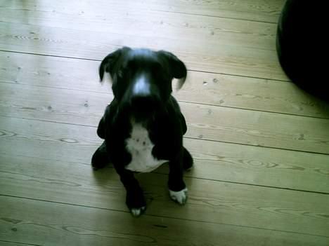 Blanding af racer BASSE - her er jeg 16 uger billede 8