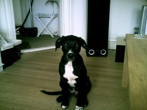 Blanding af racer BASSE - her er jeg 16 uger  billede 9