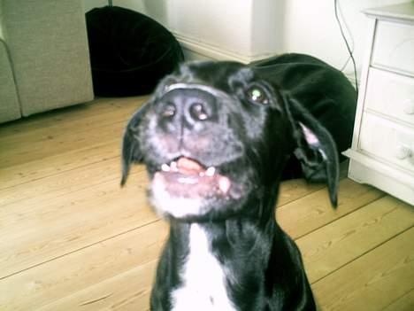 Blanding af racer BASSE - bjæffer lige lidt 16 uger. billede 10