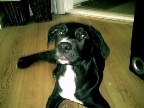 Blanding af racer BASSE billede 11