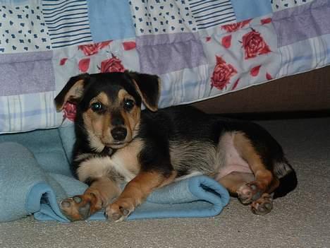 Blanding af racer Molly - Her ligger jeg og putter. Ca 12 uger billede 9