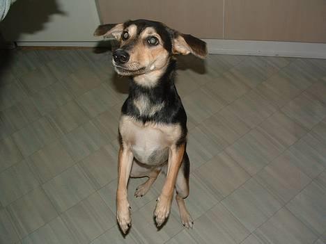 Blanding af racer Molly - jeg kan også stå på to ben billede 10