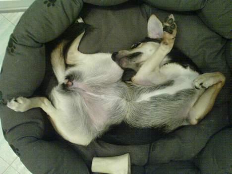 Blanding af racer Molly - Nu ligger jeg godt billede 11