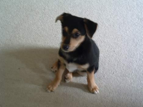 Blanding af racer Molly - Lille bitte mig. (12 uger) billede 12