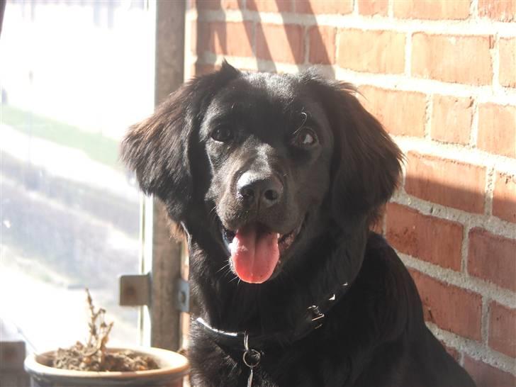 Blanding af racer Misty billede 1