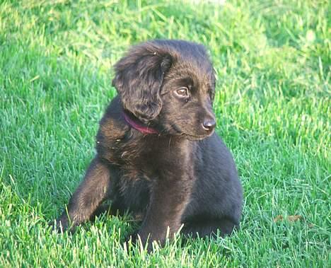 Blanding af racer Misty - Uha, hvad sker der derovre? billede 2