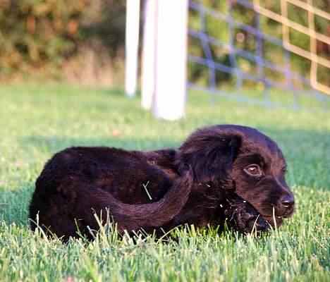 Blanding af racer Misty - Det er bare skønt det her :) billede 3