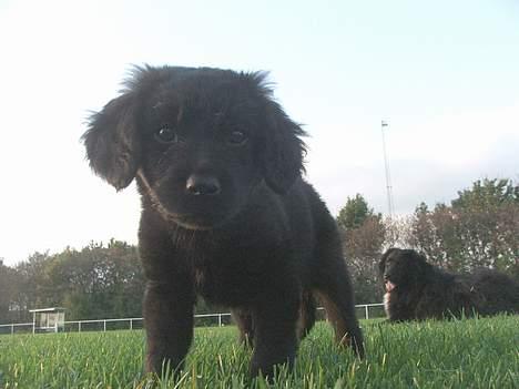 Blanding af racer Misty - Hali´ halløj, hva sker der her? ;) billede 4