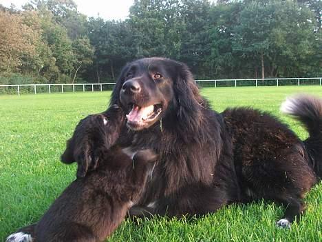 Blanding af racer Misty - Heeeej, min bedste ven! billede 5