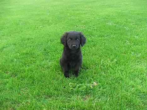 Blanding af racer Misty - Yes, tag endelig et billede.. billede 6