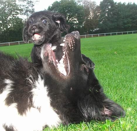 Blanding af racer Misty - Hjææææælp.. billede 7