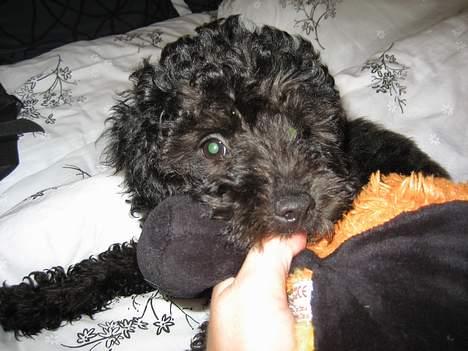 Mellempuddel Curly billede 9