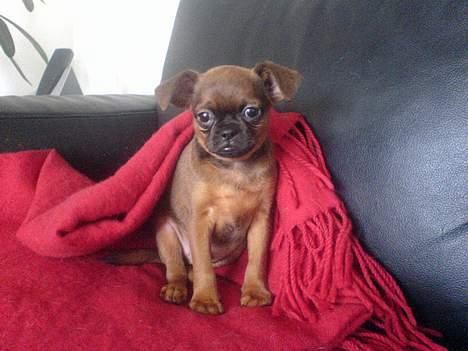 Griffon petit brabancon tyson - total nuser men ikke ret gammel billede 9