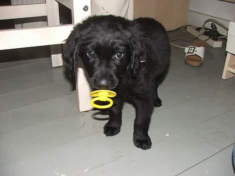 Blanding af racer Misty - Er jeg ikke sød? billede 8