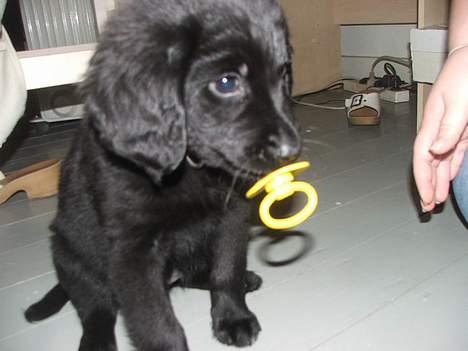 Blanding af racer Misty - Den er bare god denne her! billede 9