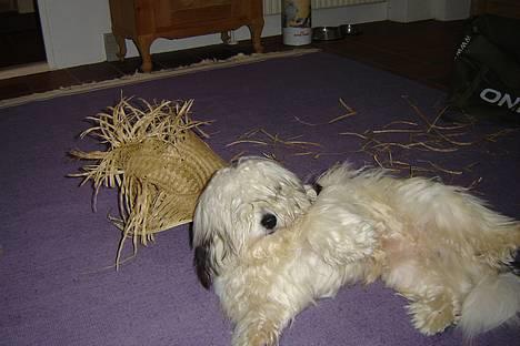 Coton de tulear Noah - Det blev lidt for kedeligt derhjemme, og så var der en sommerhat :)  billede 20
