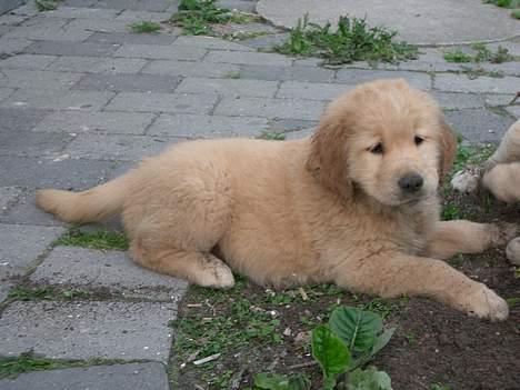 Golden retriever Athene billede 6