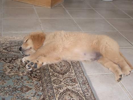 Golden retriever Athene billede 7