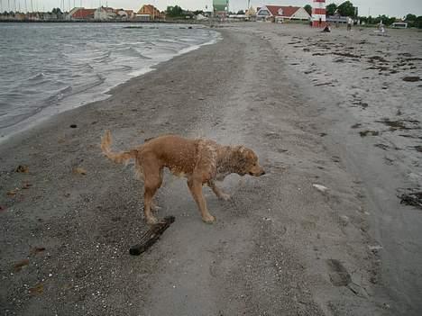 Golden retriever Athene billede 8