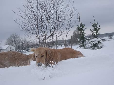 Golden retriever Athene billede 9
