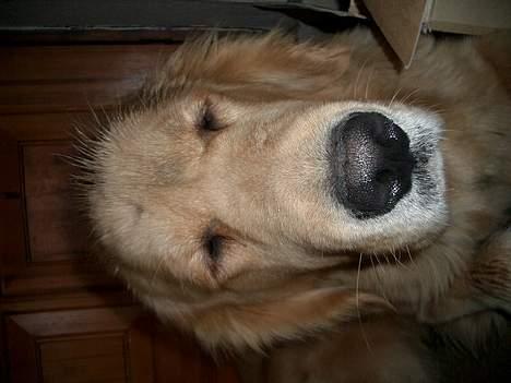 Golden retriever Athene billede 10