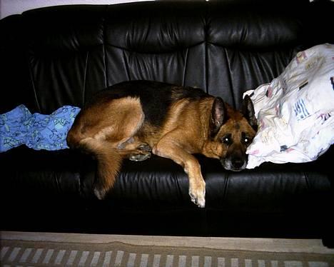 Schæferhund Erko von der Strothheide - Jeg eeeeelsker at putte :-) billede 1